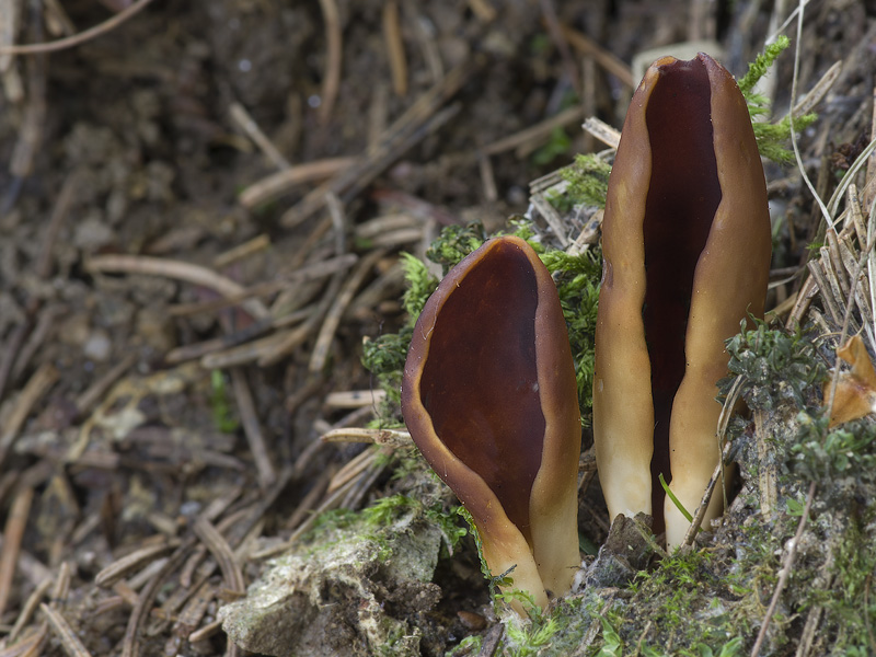 Helvella silvicola